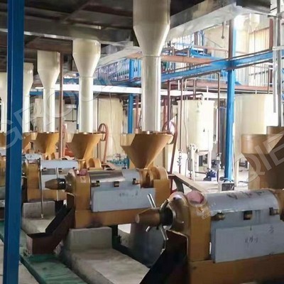 Línea de producción automática de prensa de aceite grande de 185 kg/h para girasol